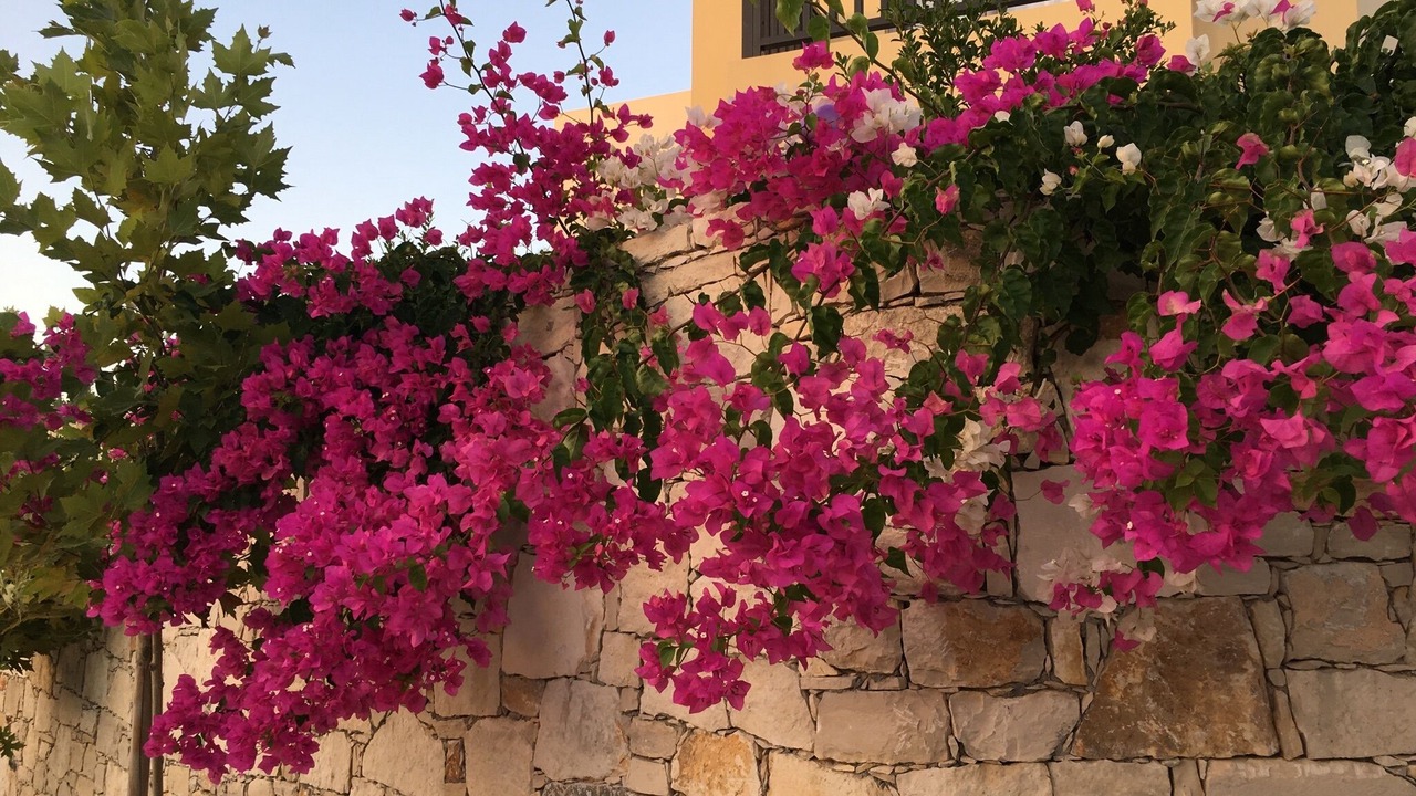 Photo of Outdoor in Panormos