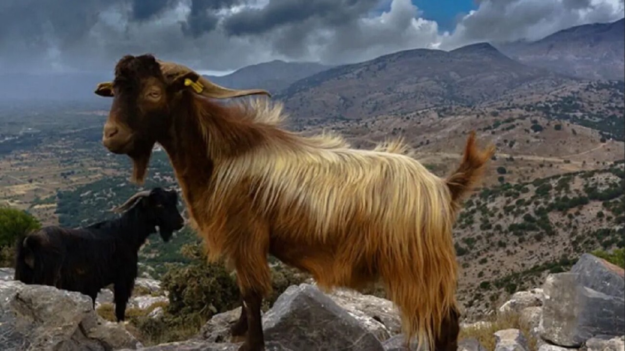 Photo of Outdoor in Agios Myronas