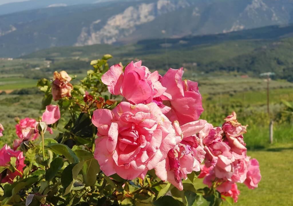 Photo of Outdoor in Tempi
