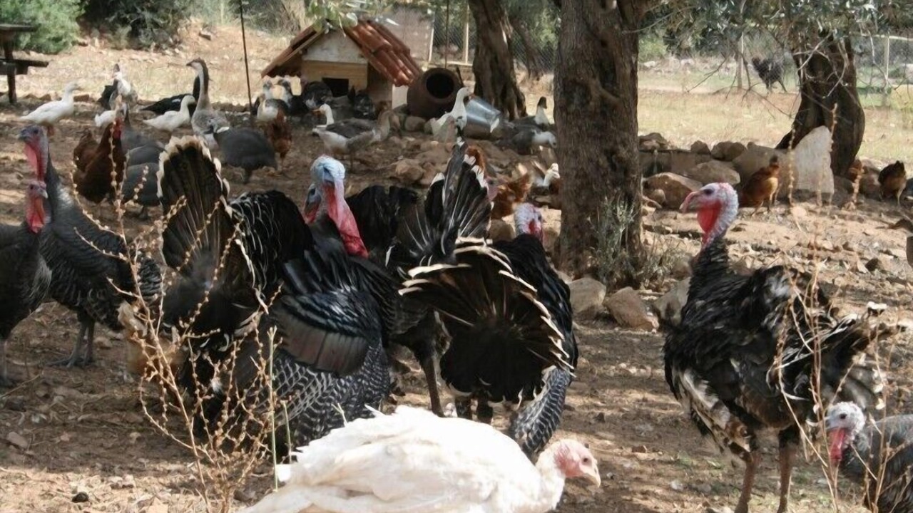 Photo of Others in Melissopetra