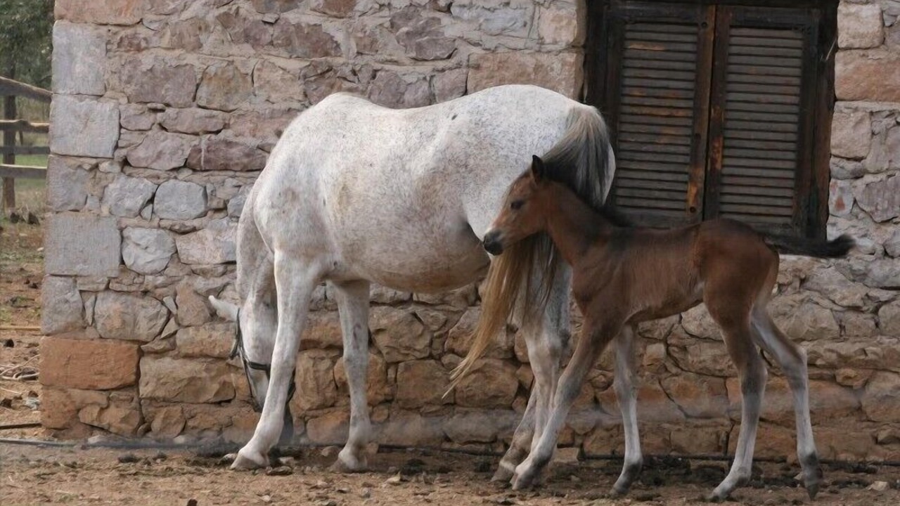 Photo of Others in Melissopetra