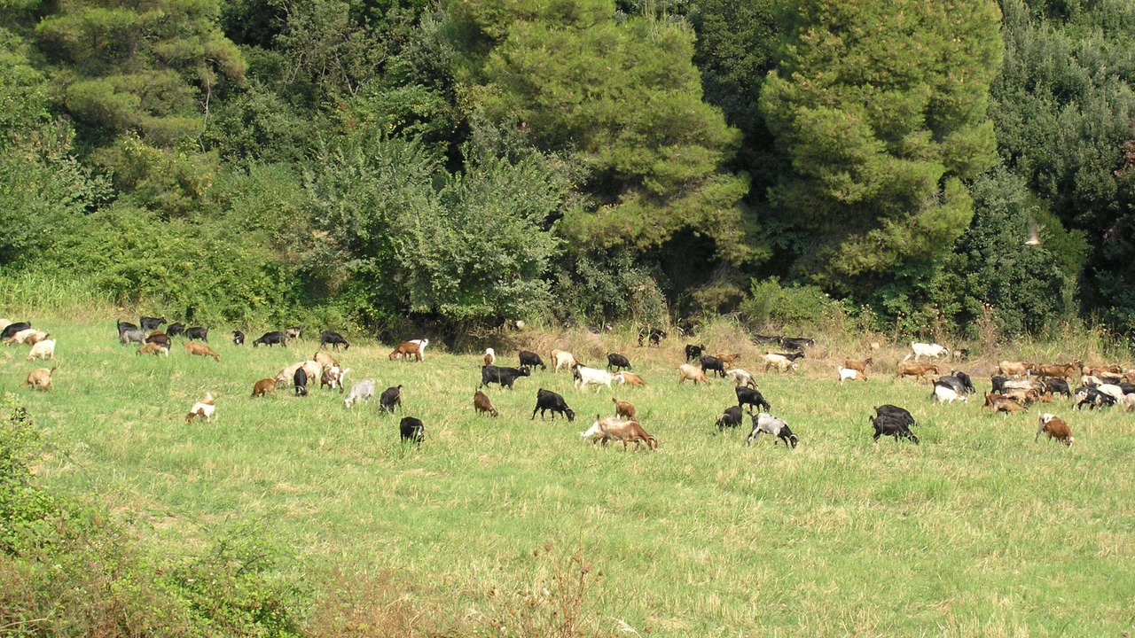 Photo of Others in Aristotelis