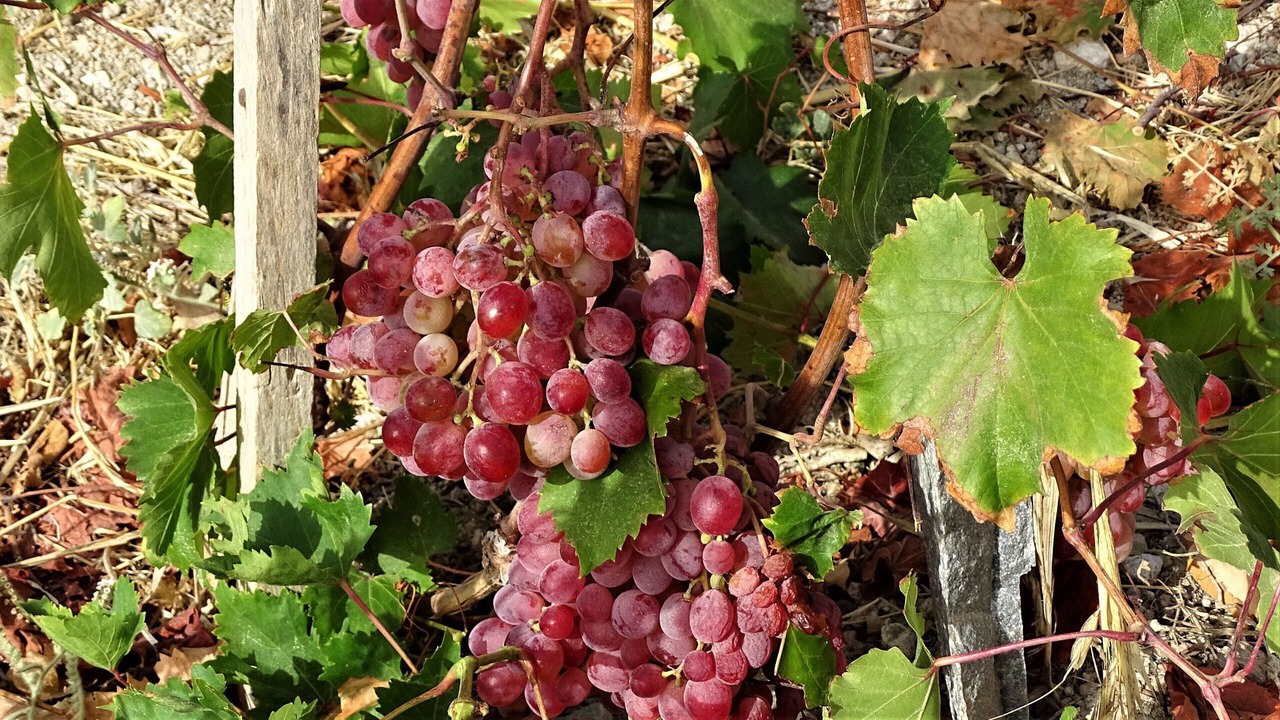 Photo of Outdoor in Mandrakia