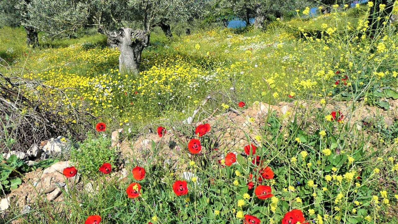 Photo of Outdoor in Alonissos