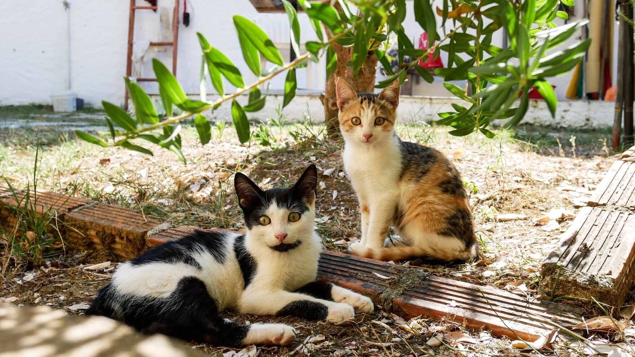 Photo of Outdoor in Termenades