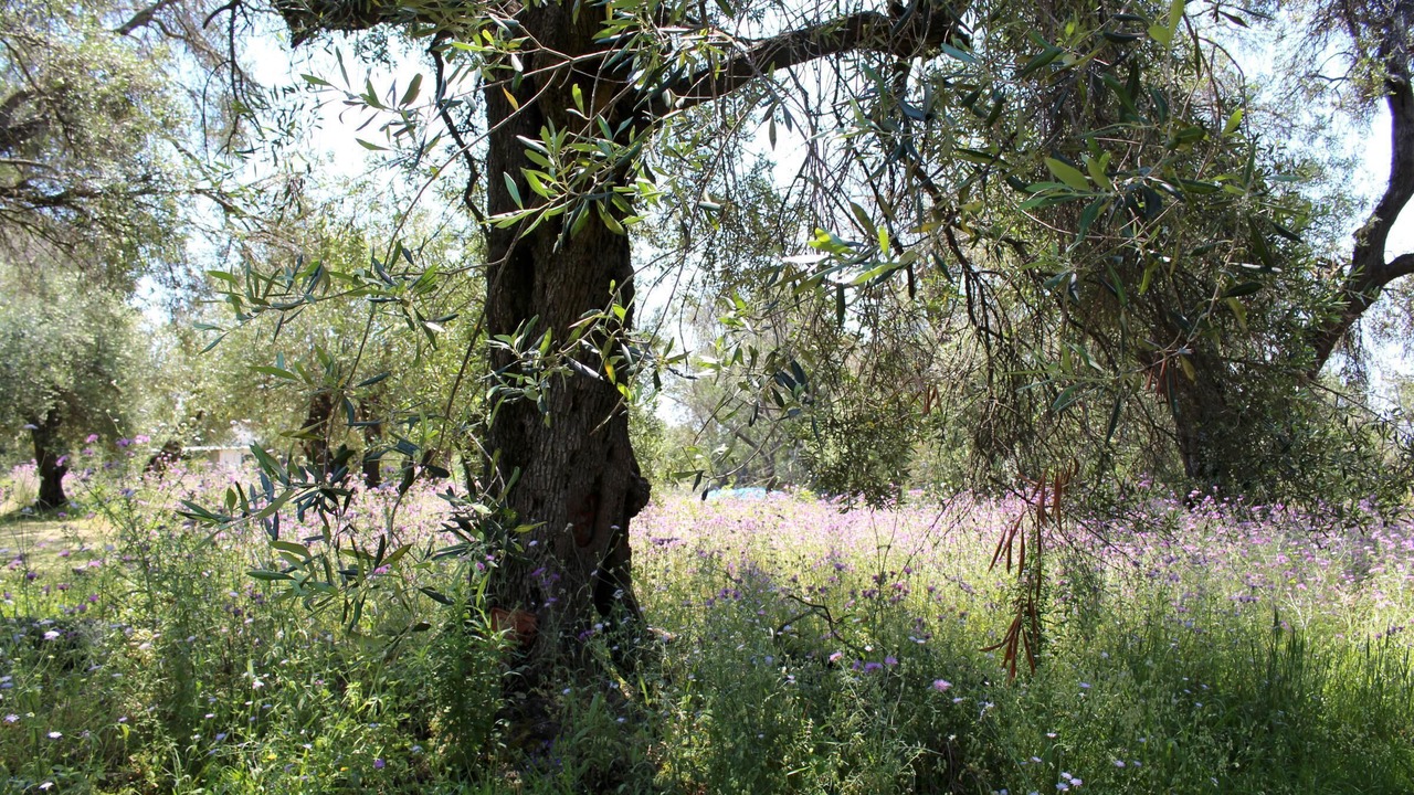 Photo of Others in Agios Matthaios