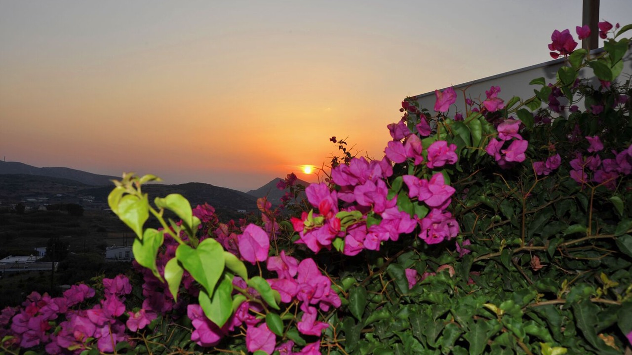 Photo of Others in Syros