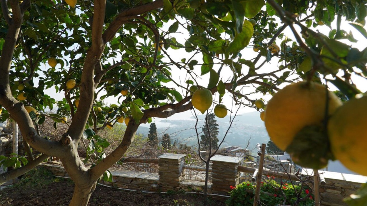 Photo of Outdoor in Andros Town
