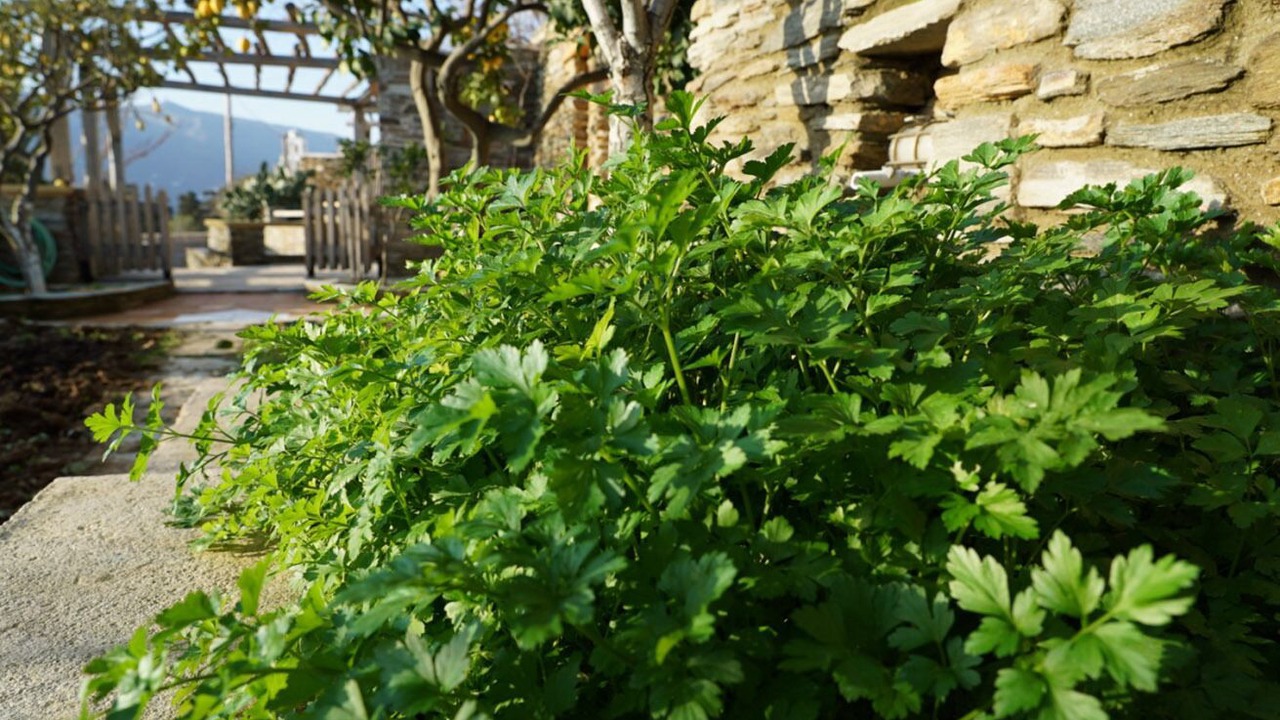 Photo of Outdoor in Andros Town