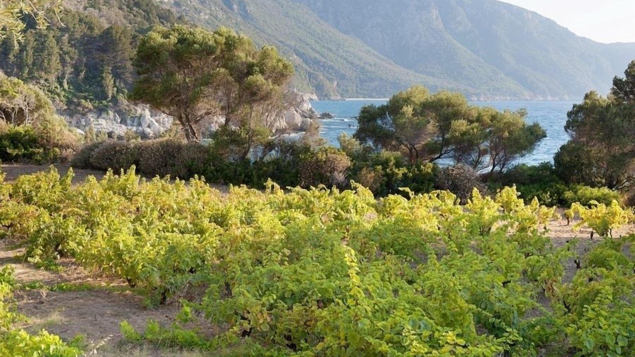 Photo of Outdoor in Karlovassi