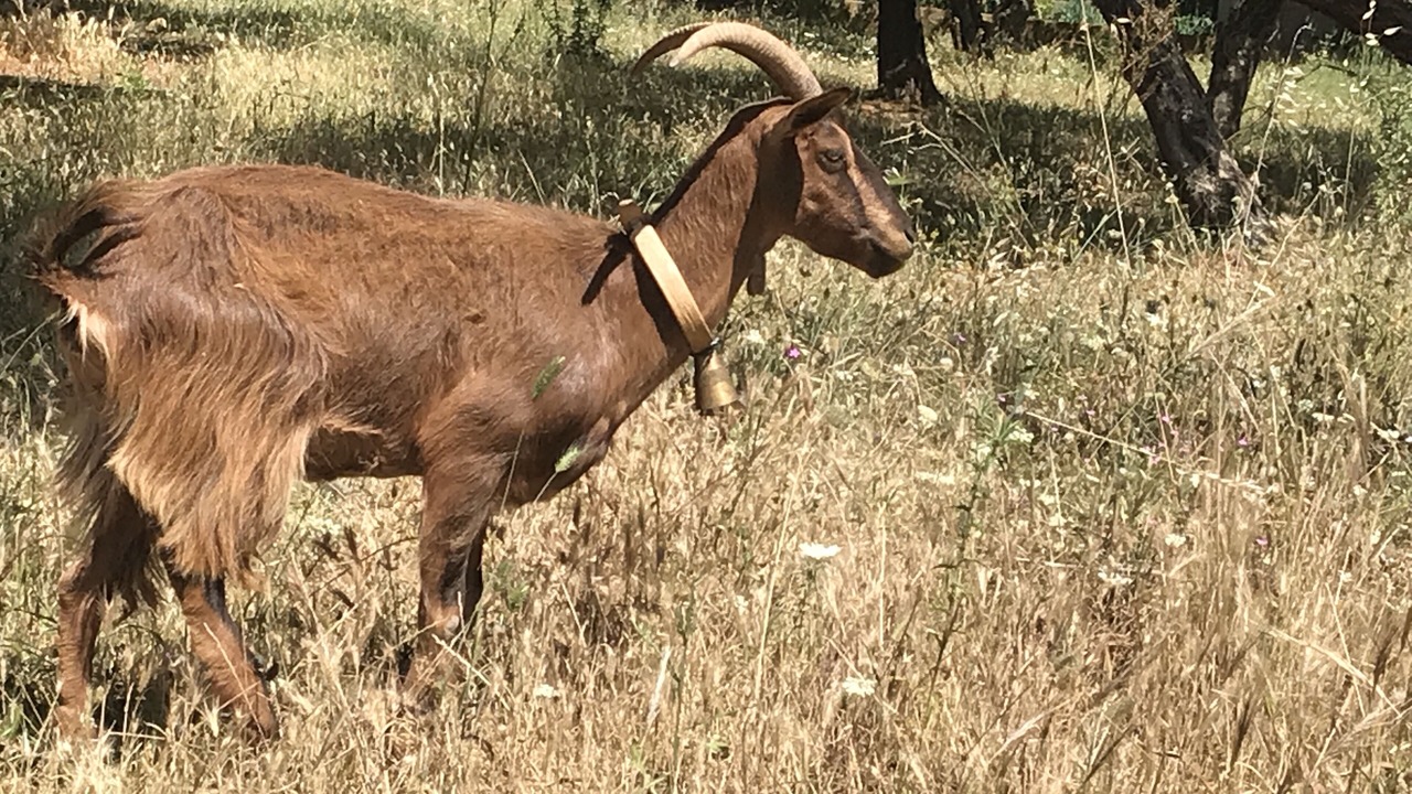 Photo of Others in Kardamyli