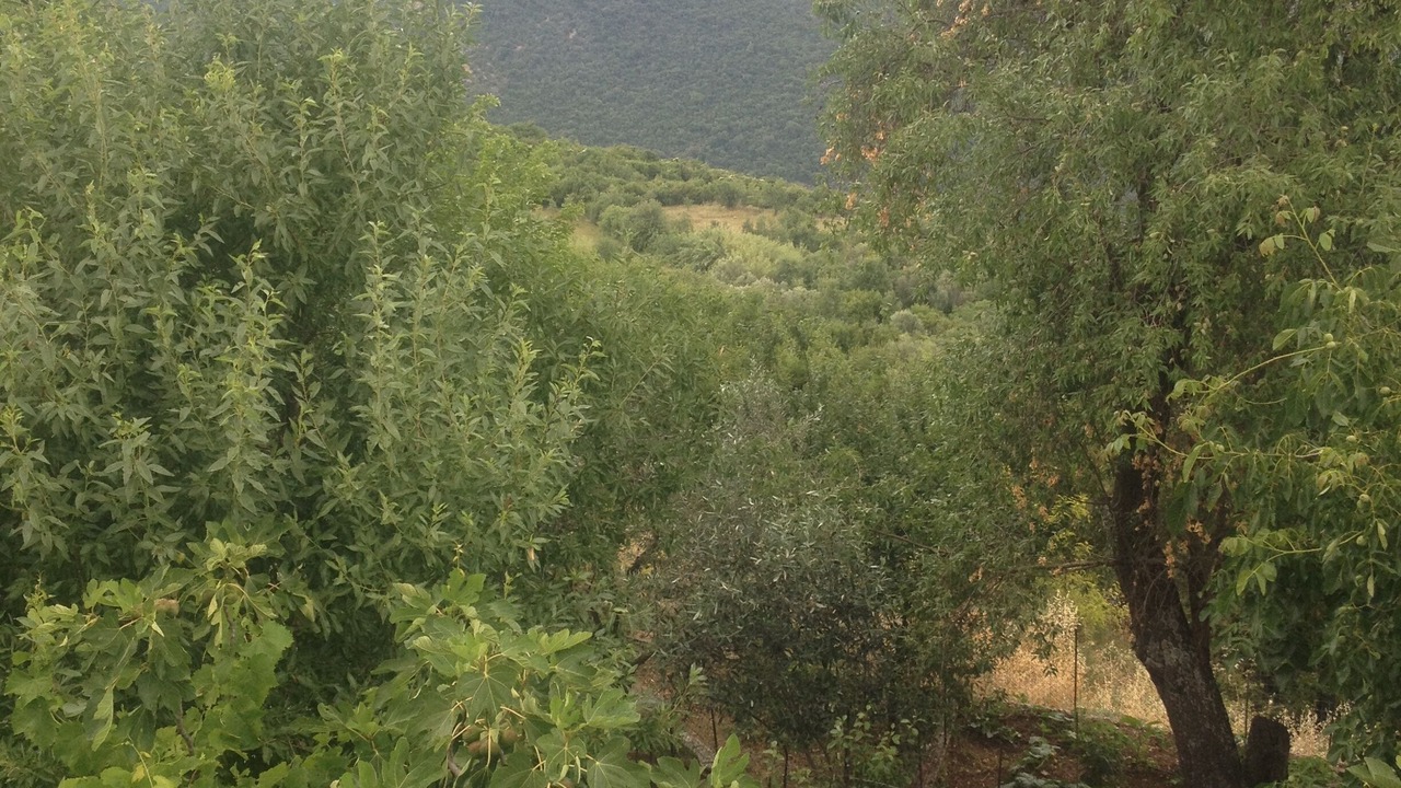 Photo of Outdoor in Andritsaina