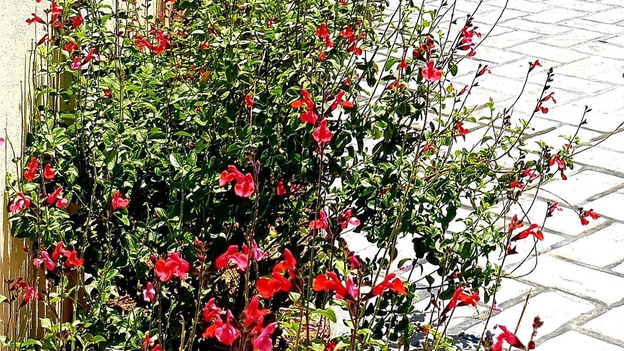 Photo of Outdoor in Erikousa Island
