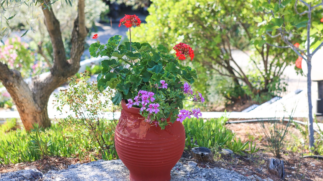 Photo of Outdoor in Skiathos