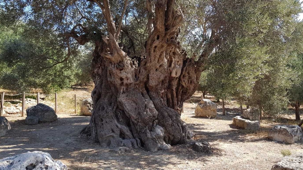 Photo of Outdoor in Kamilari