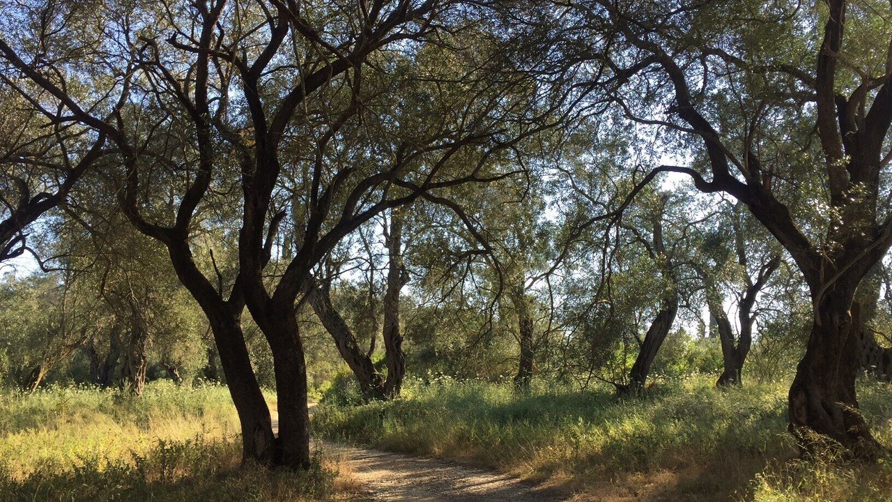 Photo of Outdoor in Melikia