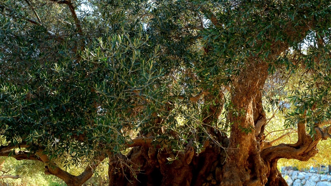Photo of Outdoor in Kavousi