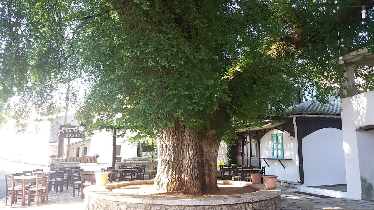 Photo of Outdoor in Petaleia