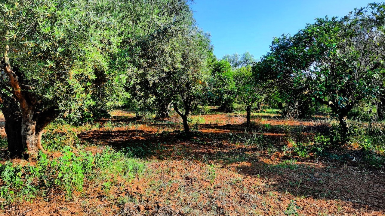 Photo of Others in Agrilos