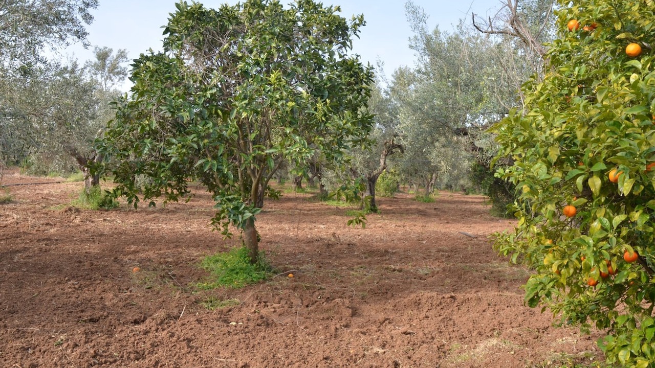 Photo of Others in Agrilos