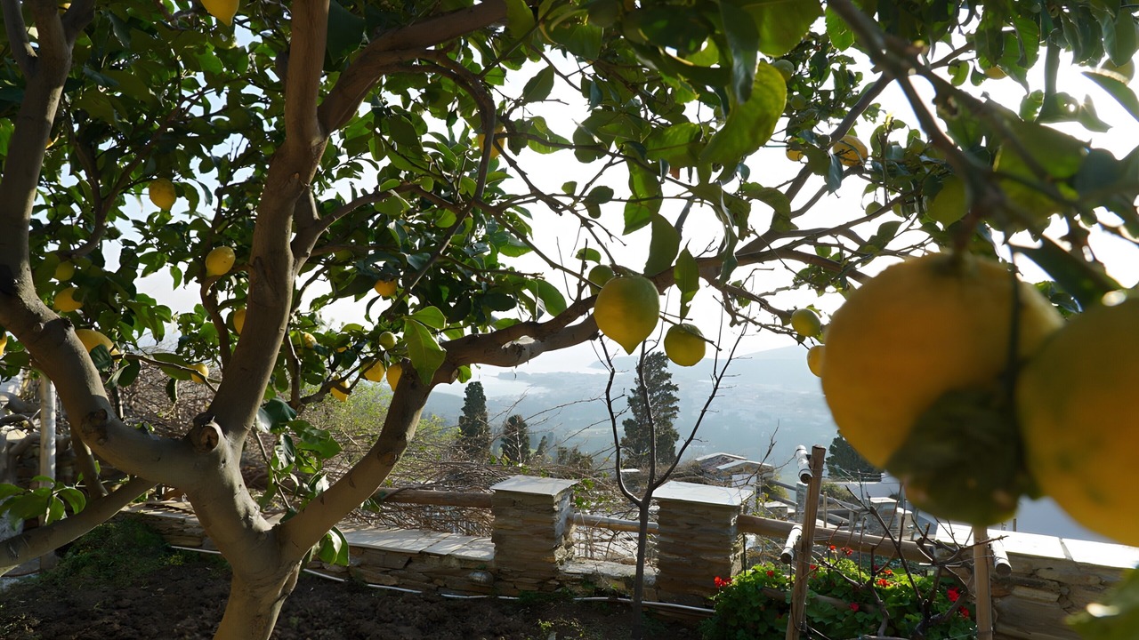 Photo of Outdoor in Andros Town