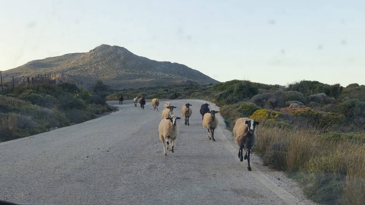 Photo of Others in Kato Zakros