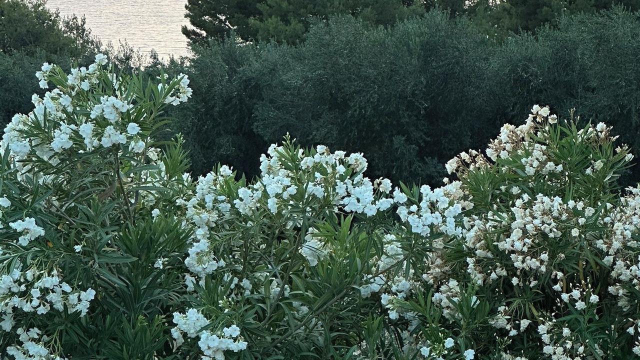 Photo of Outdoor in Loutsa