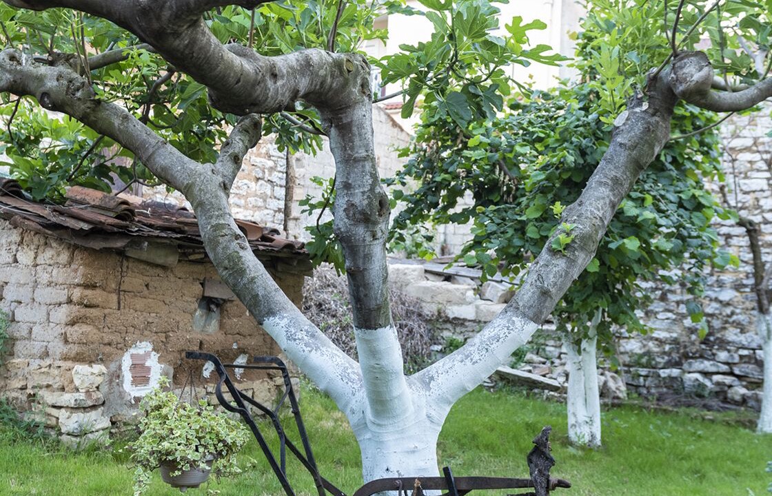 Photo of Outdoor in Anatoli