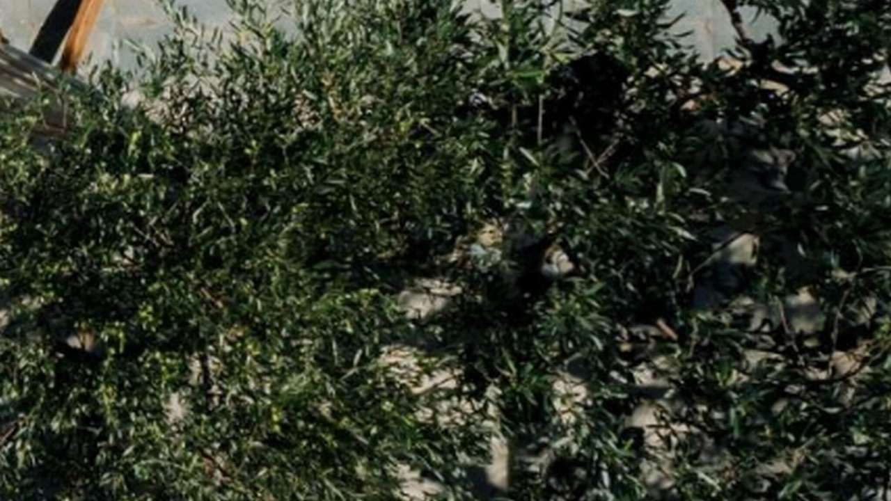 Photo of Others in Agia Galini