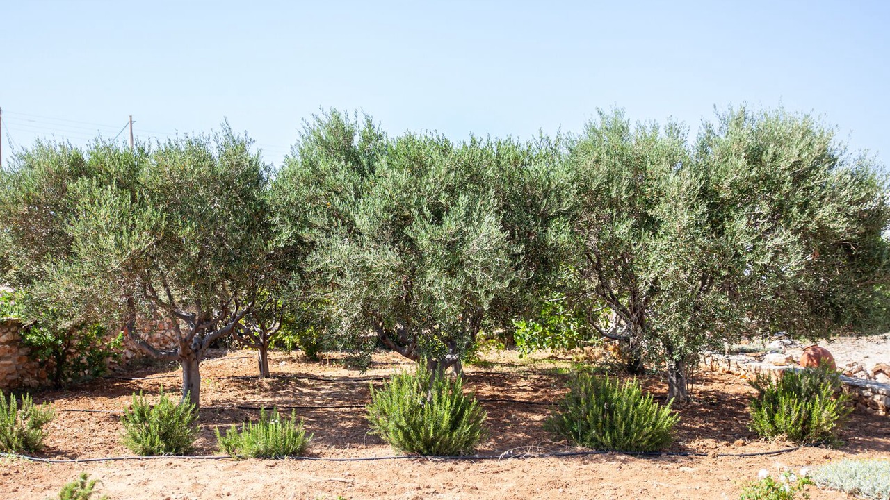 Photo of Outdoor in Nea Cryssi Akti