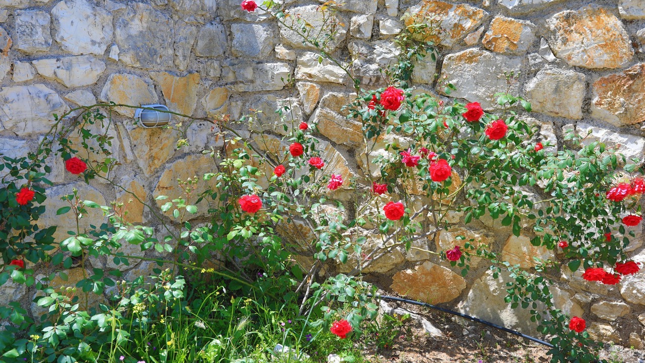 Photo of Outdoor in Petaleia