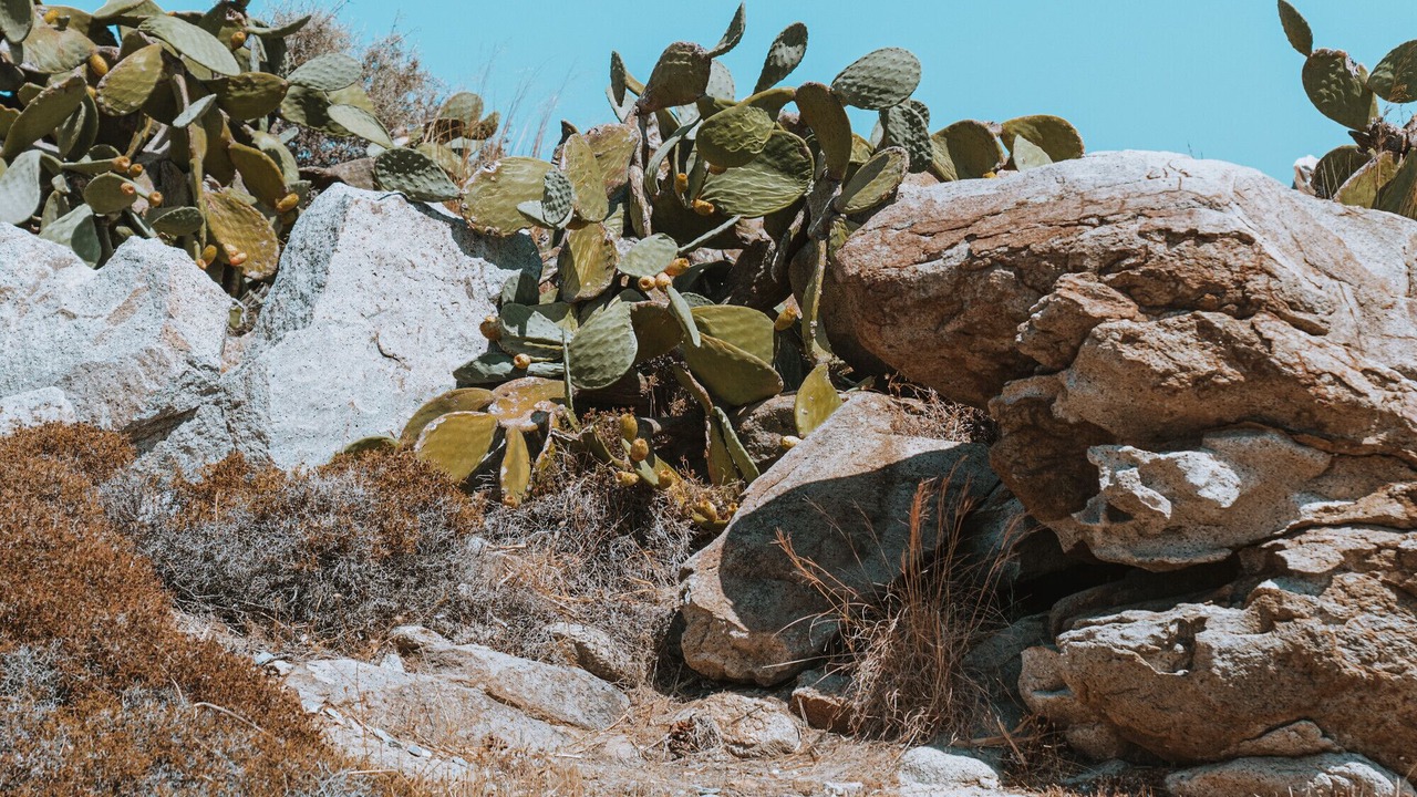 Photo of Others in Serifos