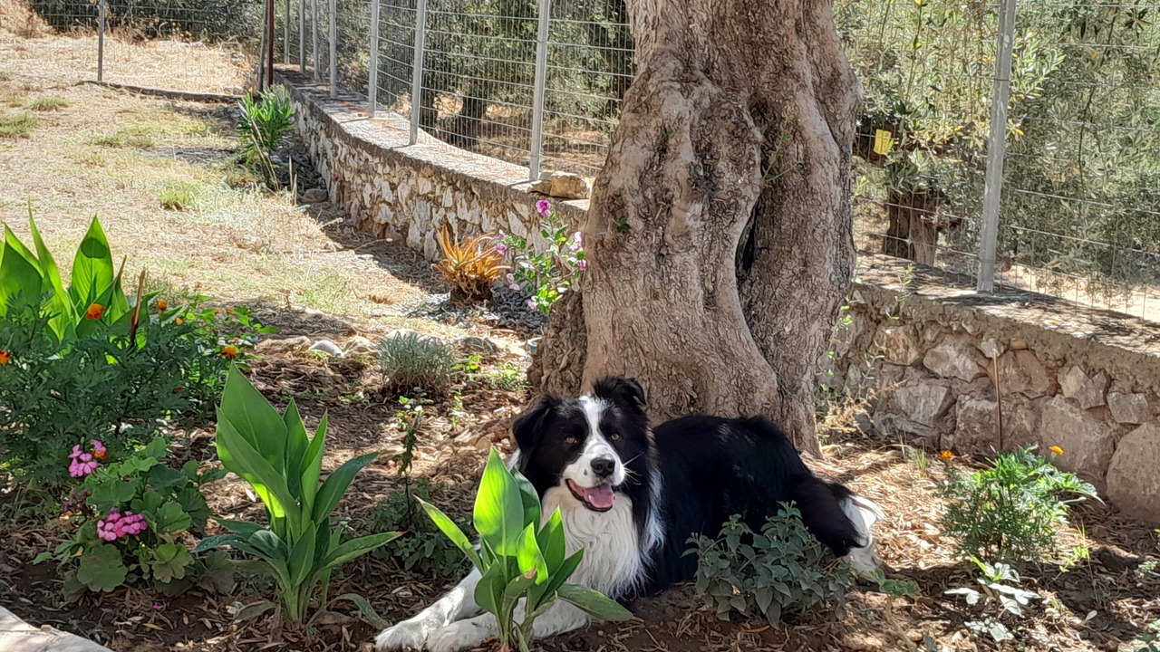 Photo of Outdoor in East Mani