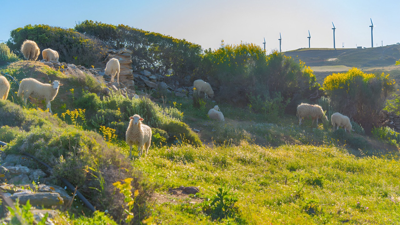 Photo of Others in Andros