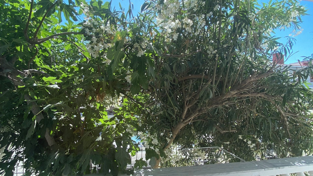 Photo of Outdoor in Nea Potidaia