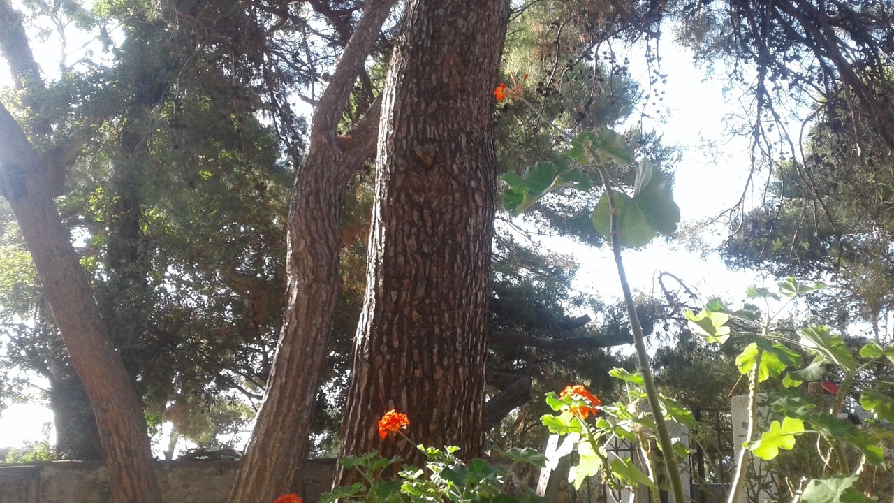 Photo of Outdoor in Kiparissia