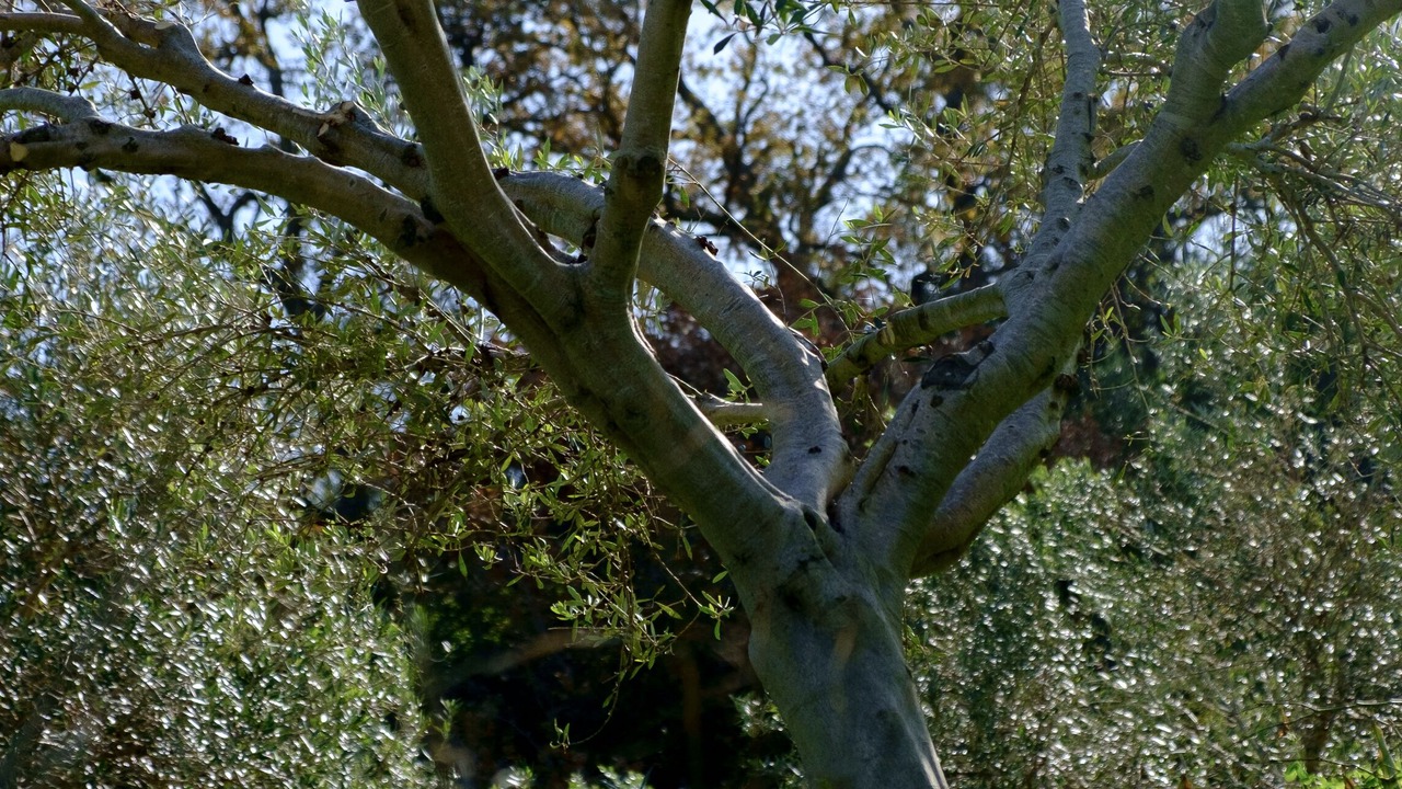 Photo of Outdoor in Kontomari