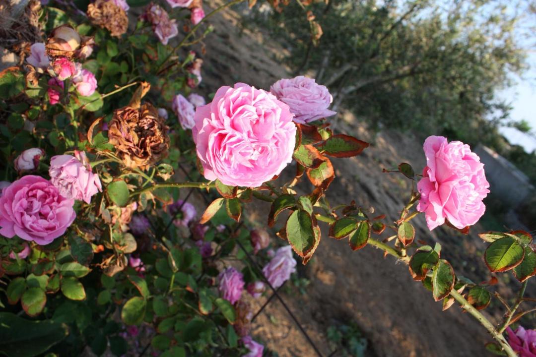 Photo of Others in Agios Prokopios