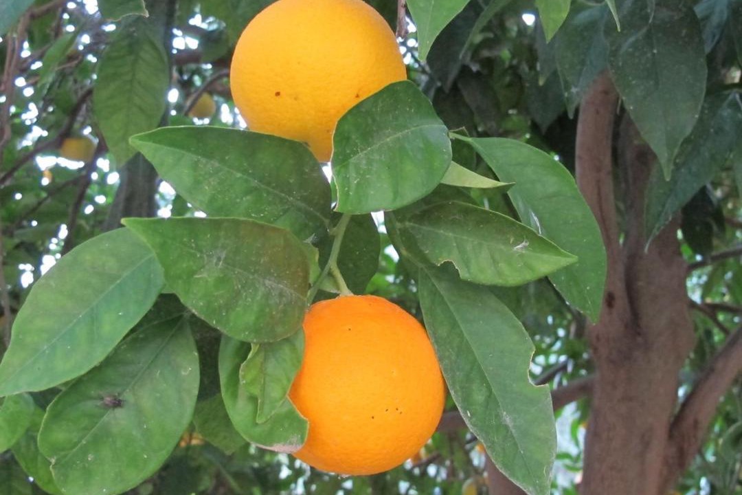 Photo of Others in Pitsidia