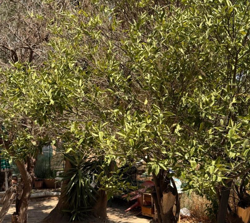 Photo of Outdoor in Palaiochora