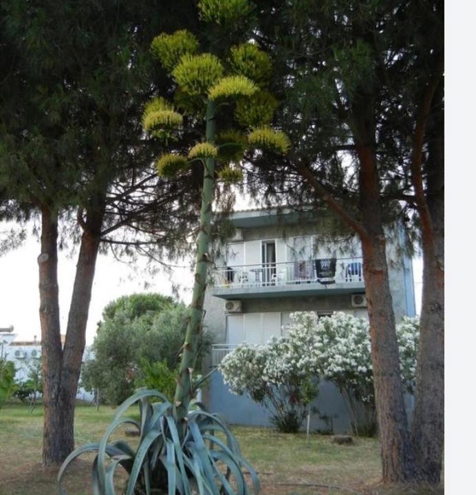 Photo of Others in Skala Prinou