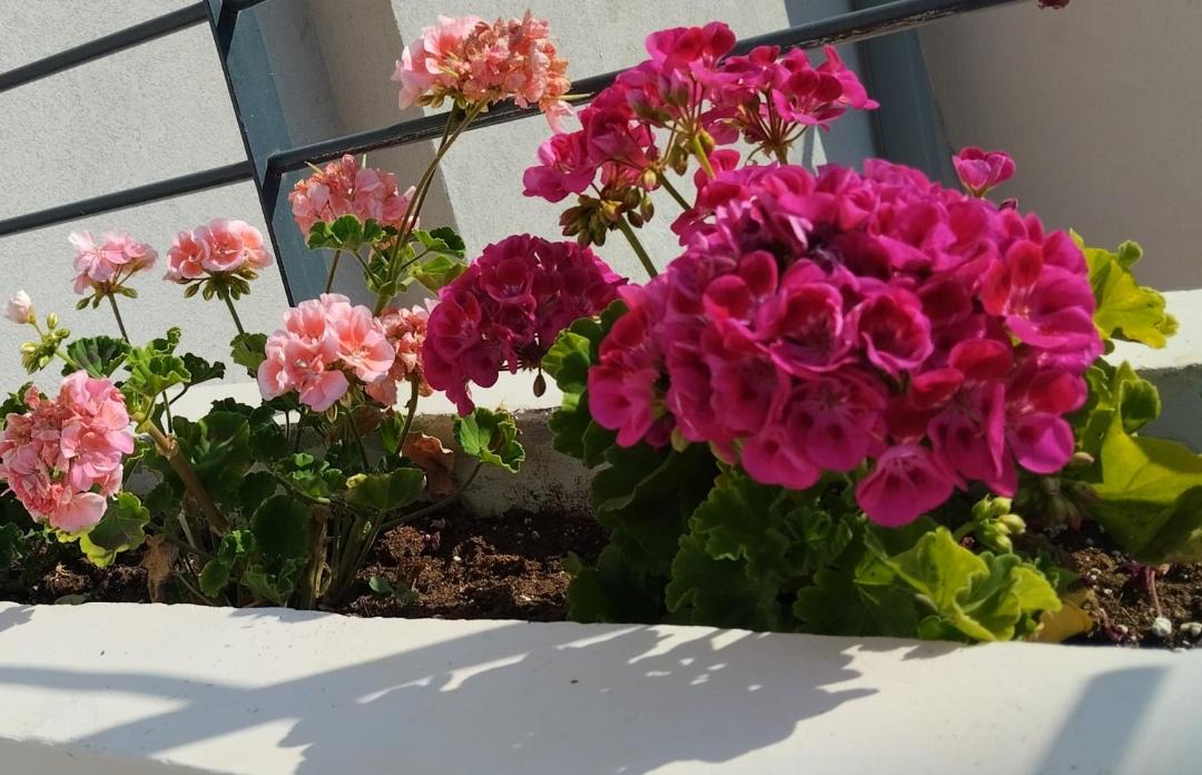 Photo of Patio Balcony in Nafplion City Centre