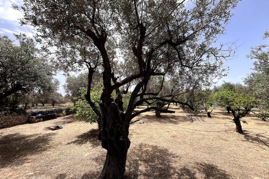 Photo of Others in Archangelos