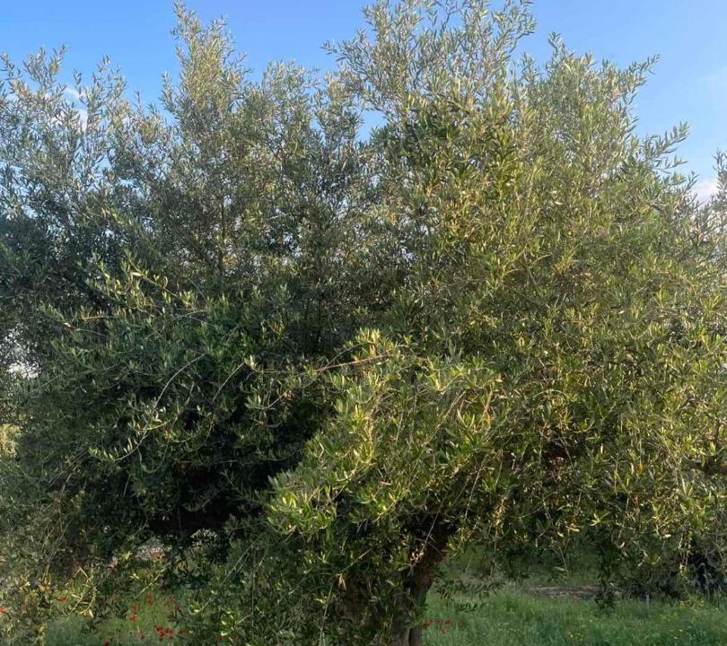 Photo of Outdoor in Mavrovouni