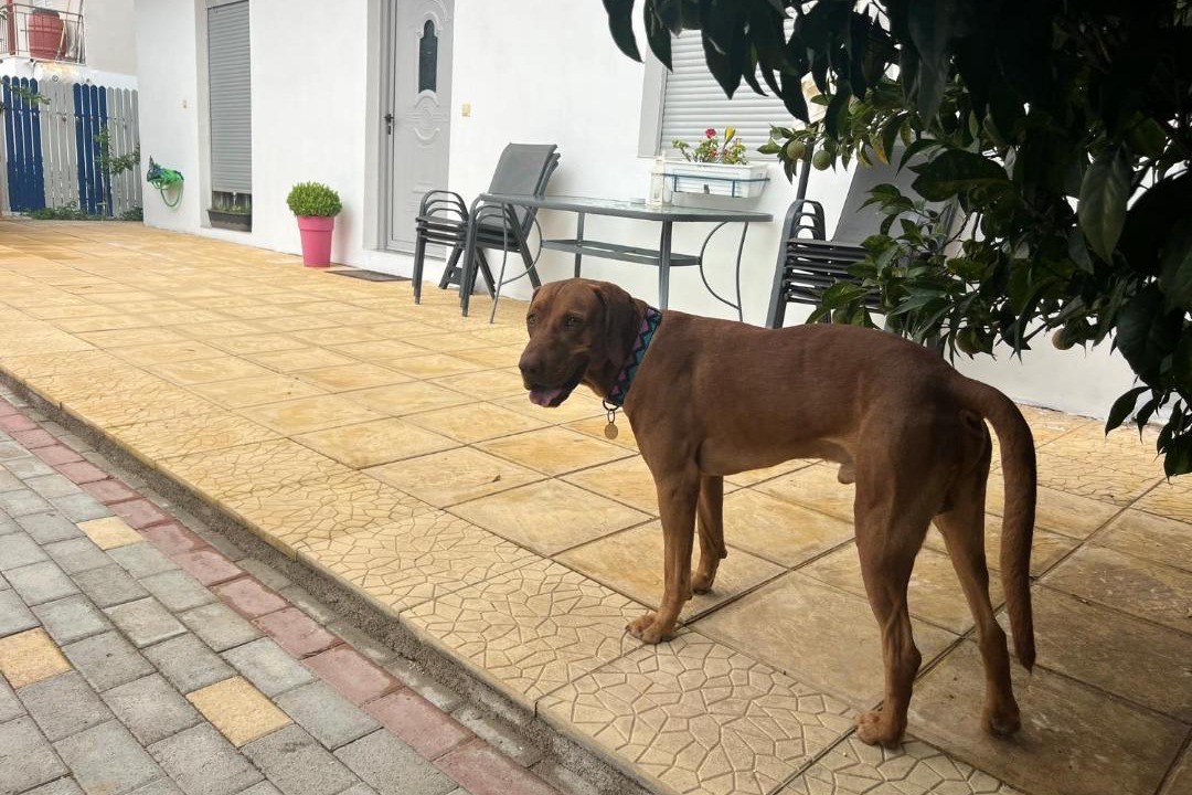Photo of Others in Agios Petros