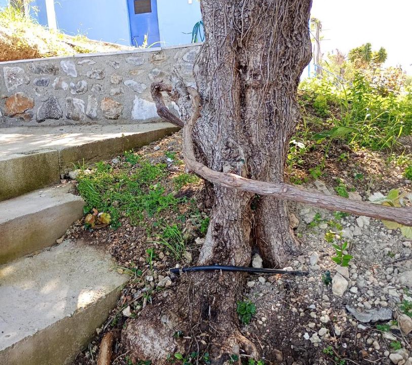 Photo of Others in Armenoi