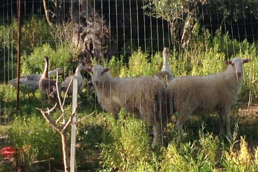 Photo of Outdoor in Spilia