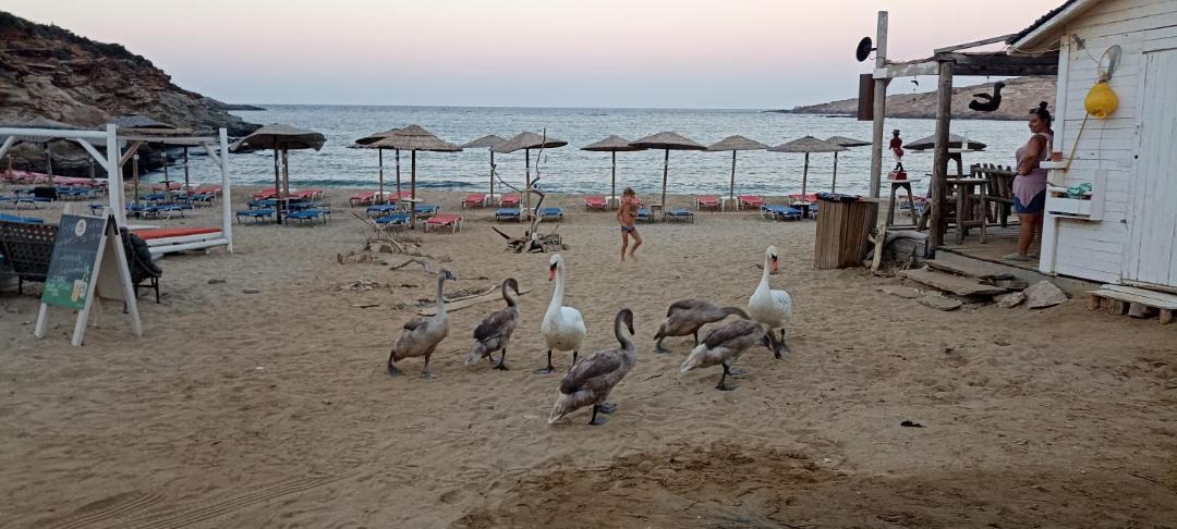 Photo of Others in Andros