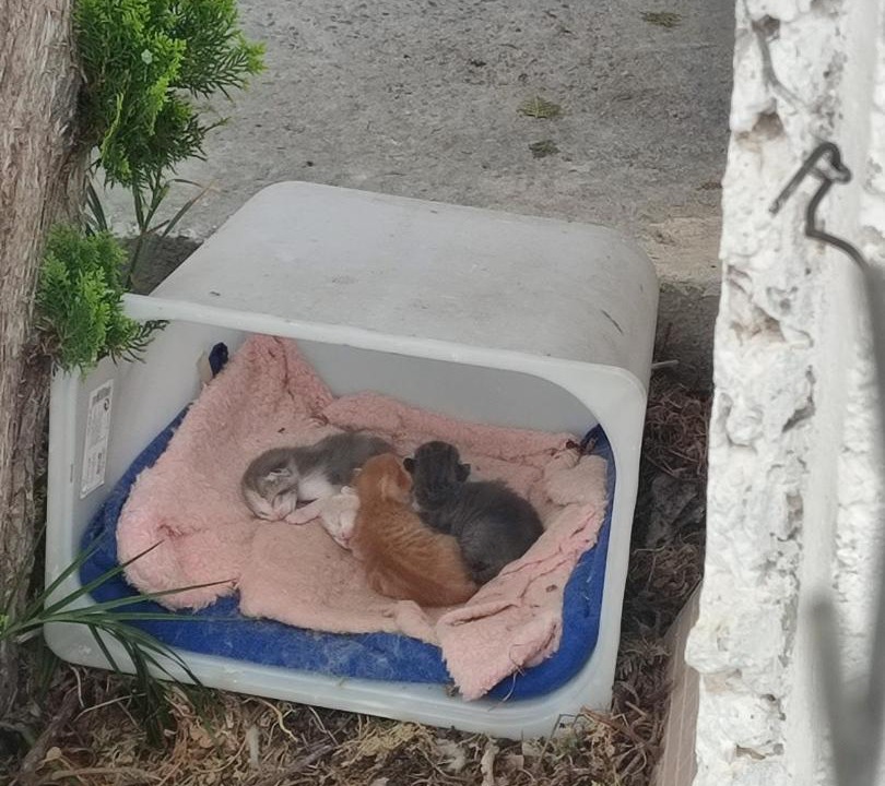 Photo of Others in Kalyves