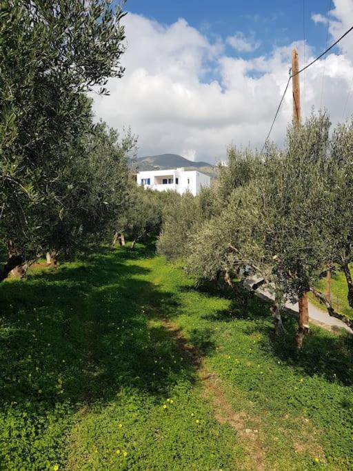 Photo of Others in Agia Galini